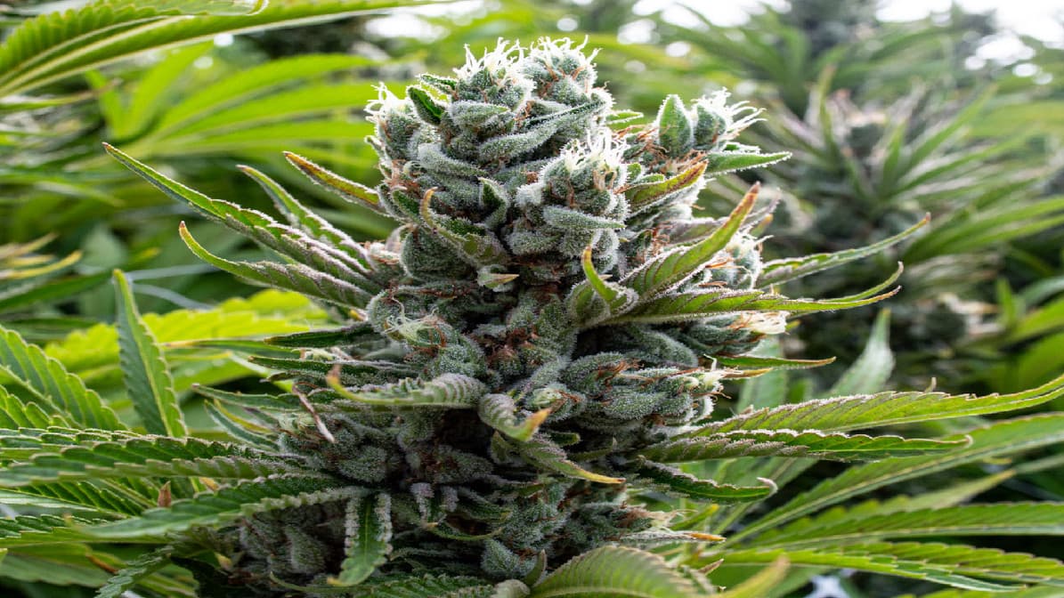 CBD Blüten – Deine Quelle für frische und hochwertige Blüten