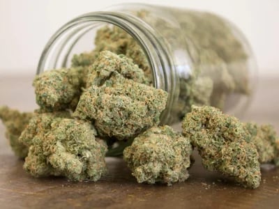 Ertragreiche Strains für jeden Grow – Hanfsamen bestellen leicht gemacht