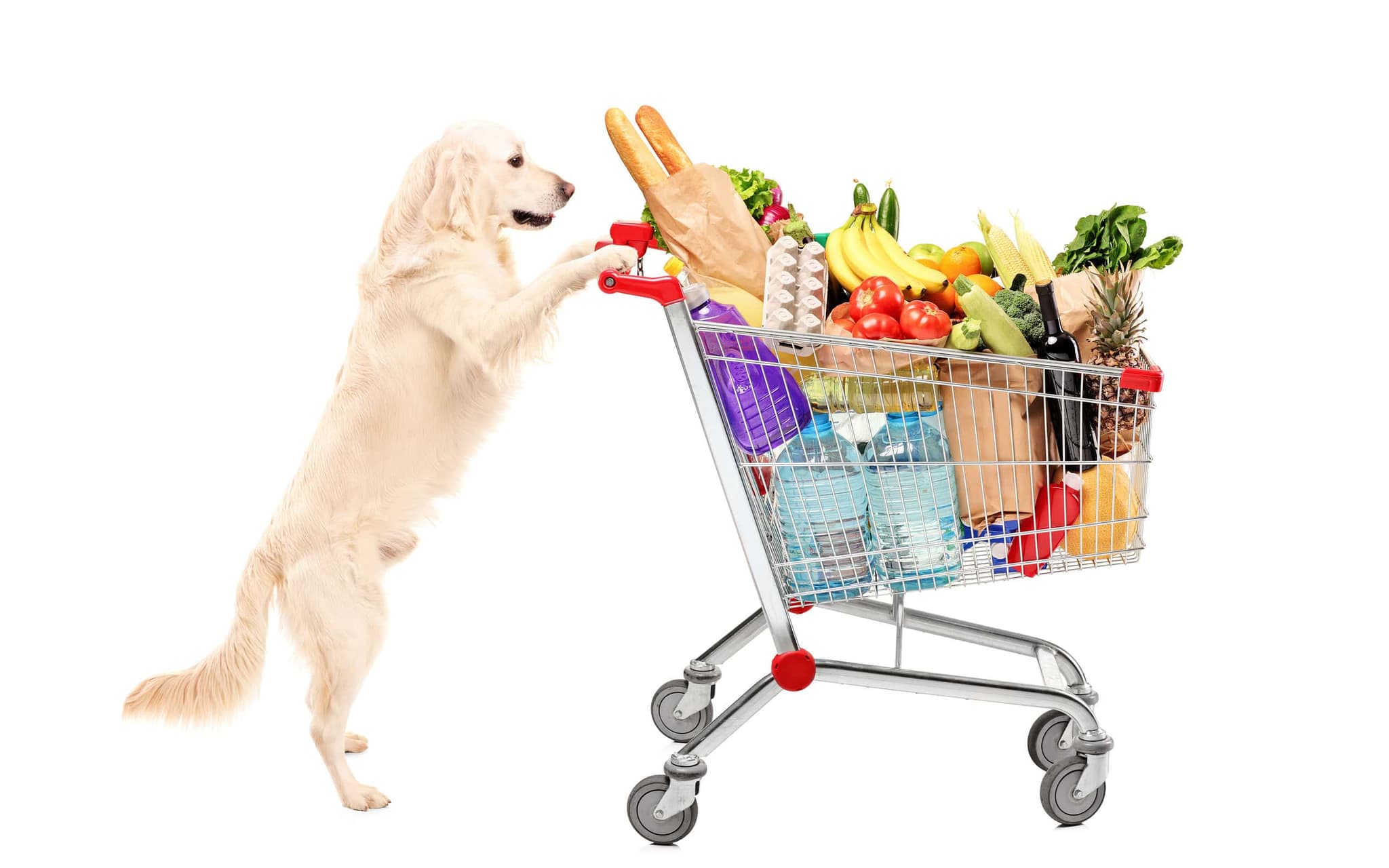 the farmers dog price