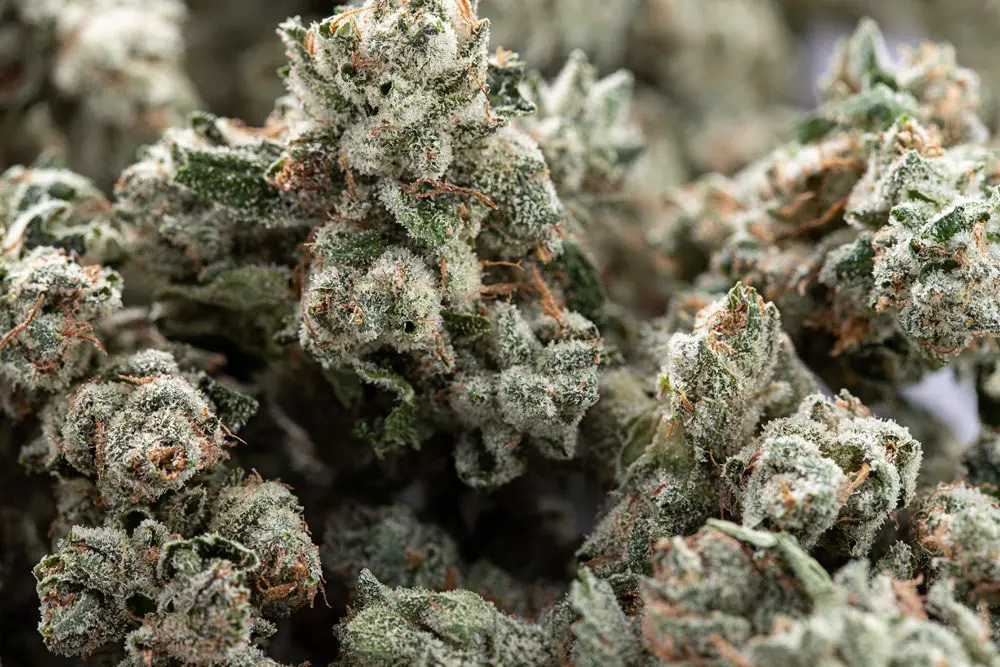 Ertragreiche Strains für jeden Grow – Hanfsamen bestellen leicht gemacht