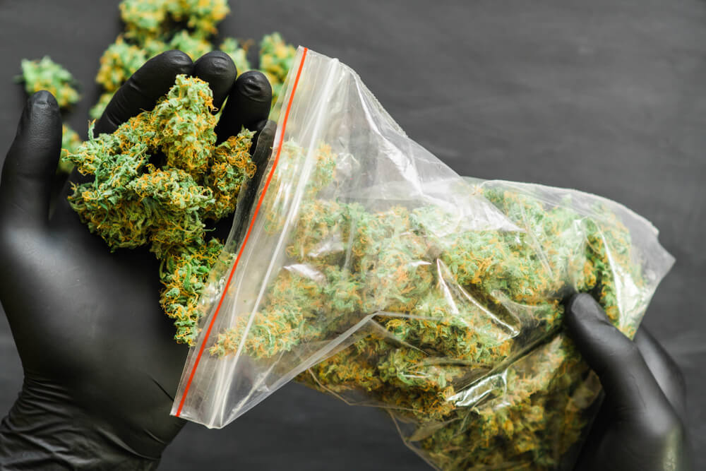 CBD Blüten – Deine Quelle für frische und hochwertige Blüten