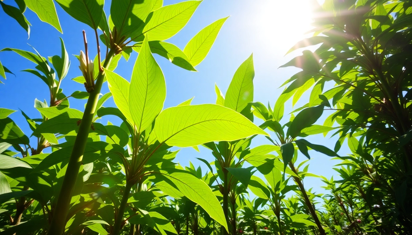 Entdecken Sie die hochwertigen Kratom-Pflanzen von https://www.kratombird.de in ihrem natürlichen Lebensraum, strahlend und grün.